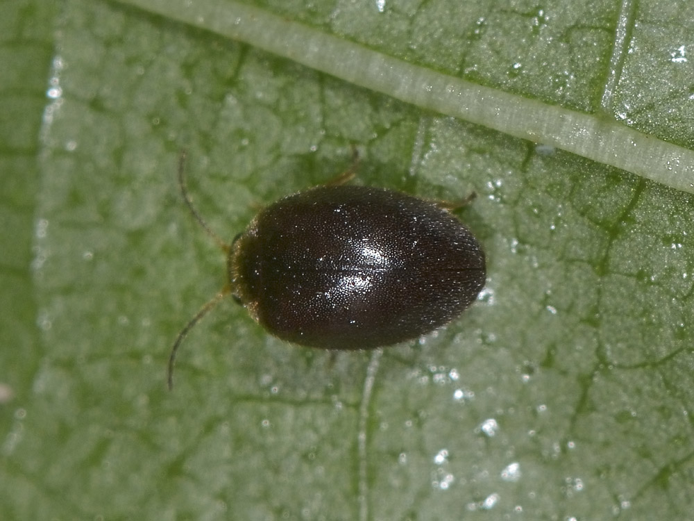 Coleotterino: Hydrocyphon sp. (Scirtidae)